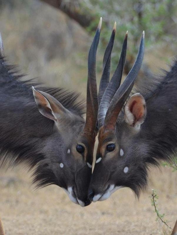 Weltevreden Game Lodge Блоемфонтейн Екстериор снимка