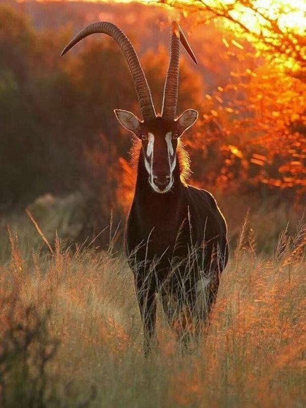 Weltevreden Game Lodge Блоемфонтейн Екстериор снимка