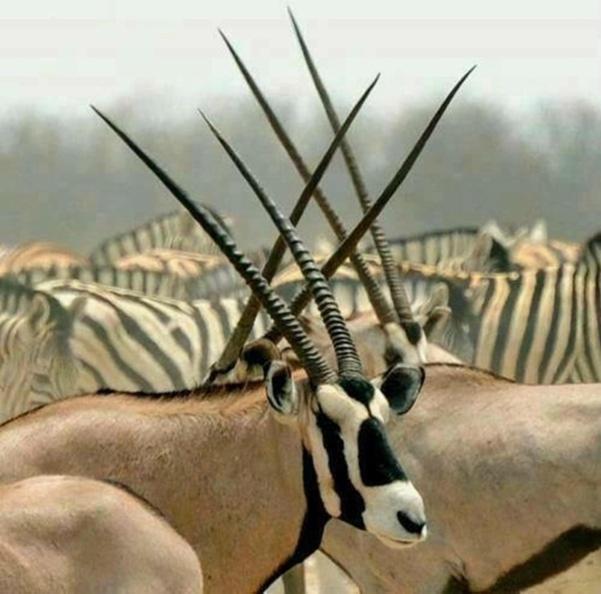 Weltevreden Game Lodge Блоемфонтейн Екстериор снимка